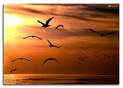 Volar